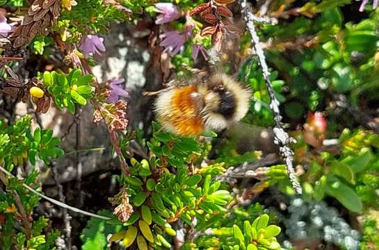 Слика од Bombus lapponicus (Fabricius 1793)