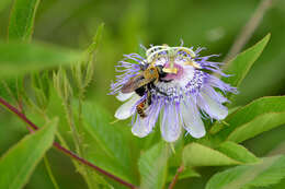 Image of Maypop