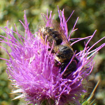 Image de Megachile inermis Provancher 1888