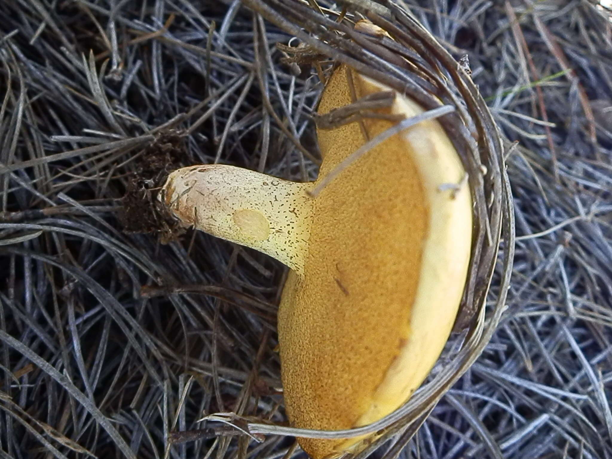 Image of Suillus kaibabensis Thiers 1976