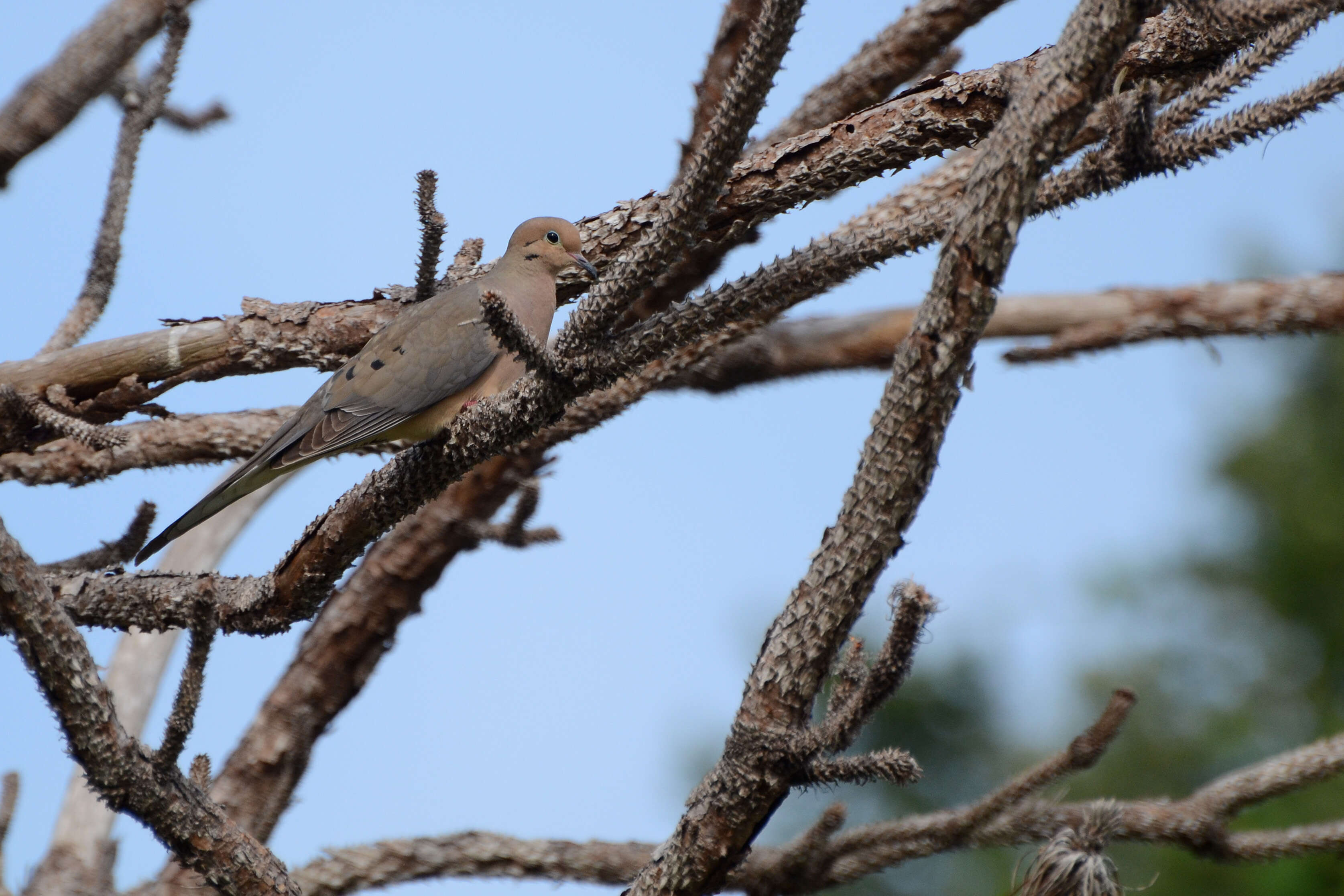 Image of American Mourning Dove