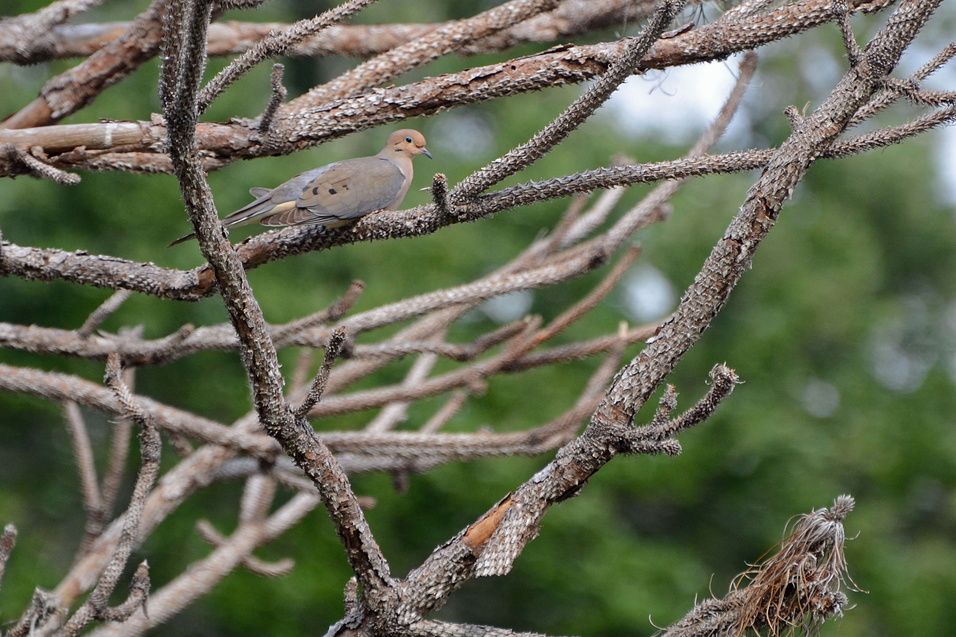 Image of American Mourning Dove