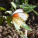 Belenois thysa (Hopffer 1855)的圖片