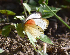 Слика од Belenois thysa (Hopffer 1855)