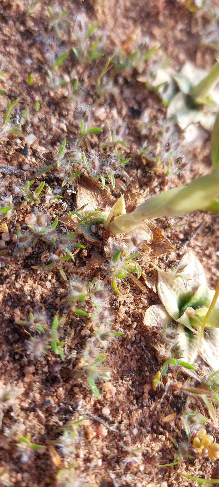 Image of Pterostylis arenicola M. A. Clem. & J. Stewart