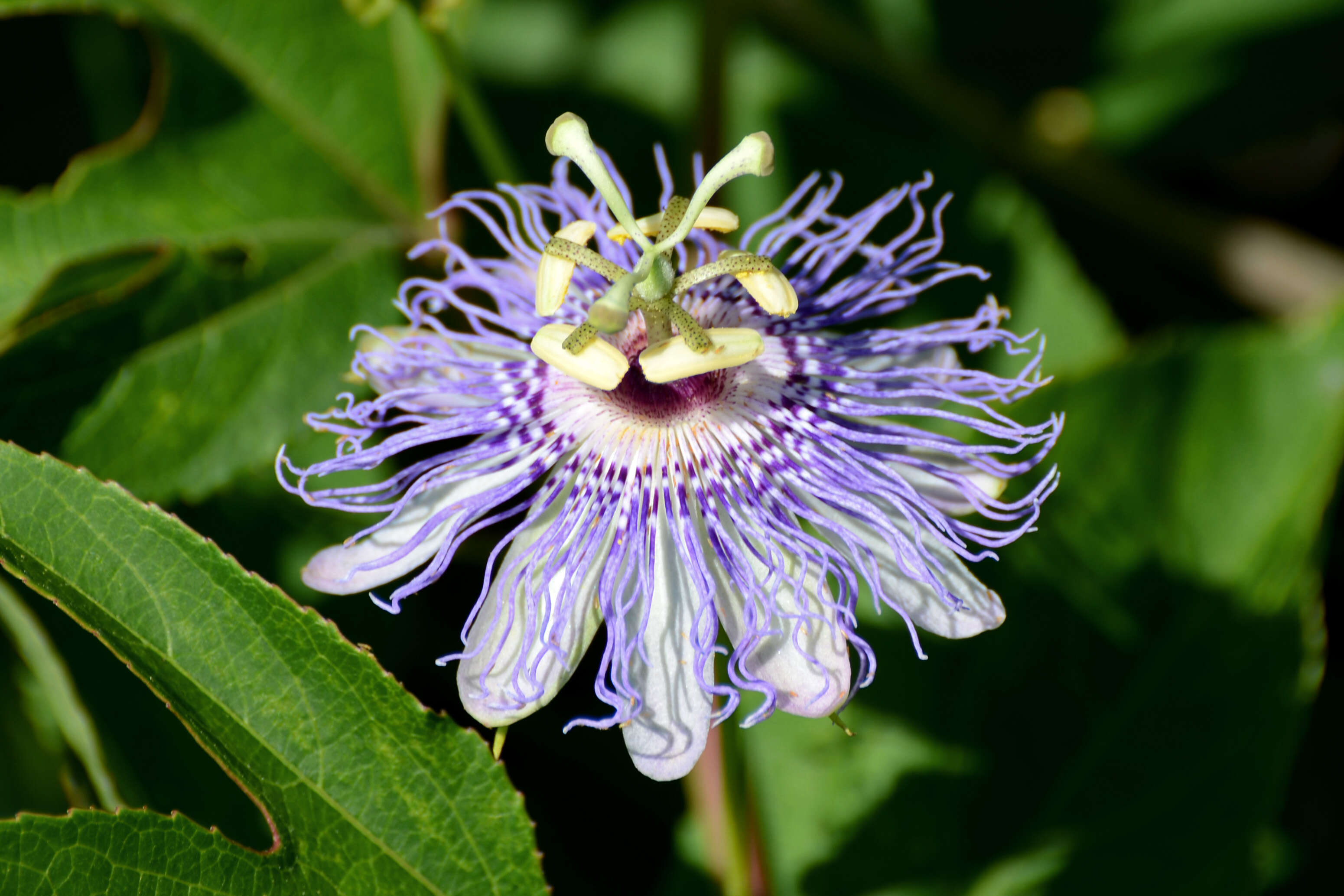 Plancia ëd Passiflora incarnata L.