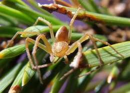 Image of Philodromus rufus Walckenaer 1826