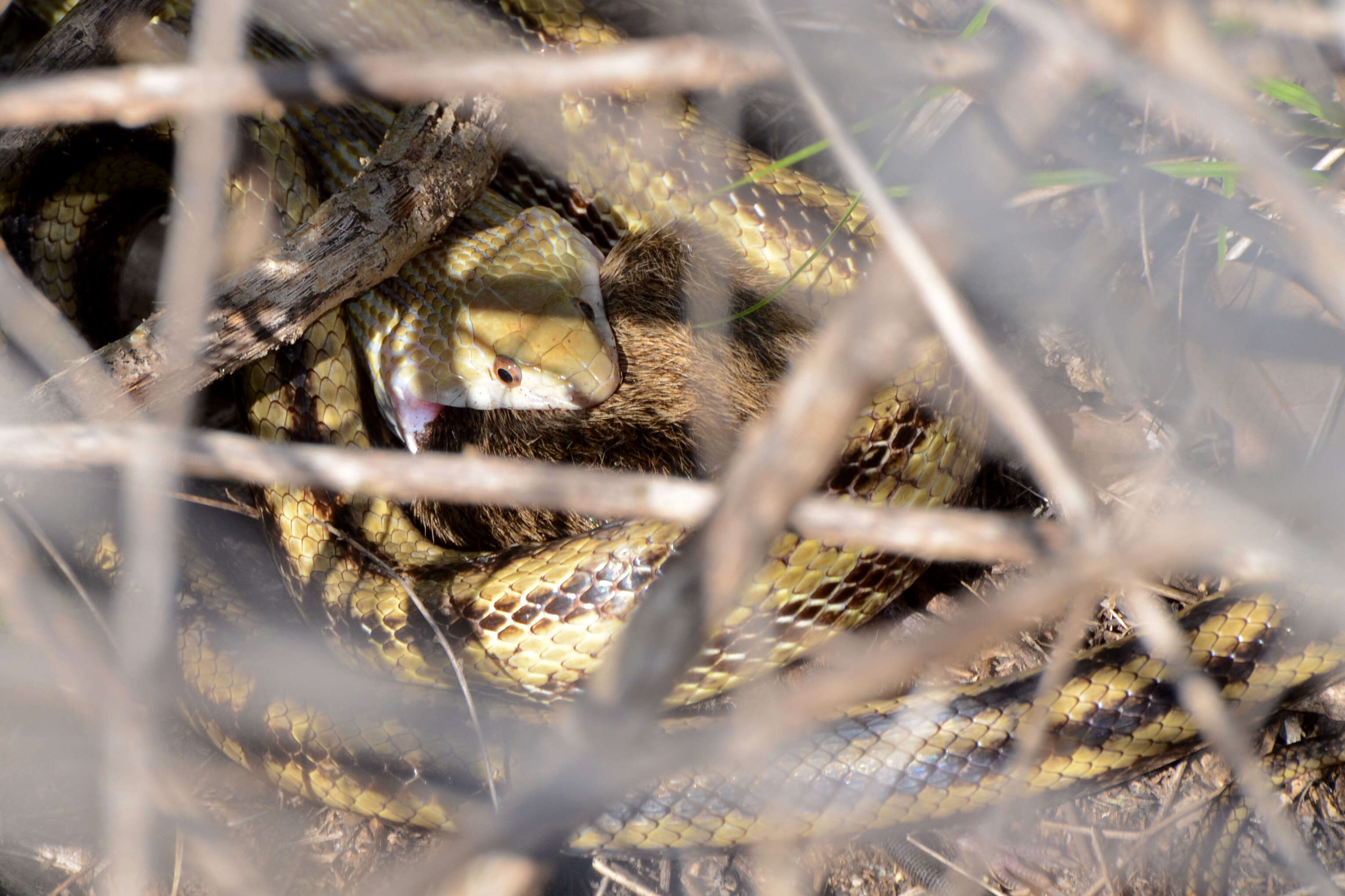 Image of black rat snake