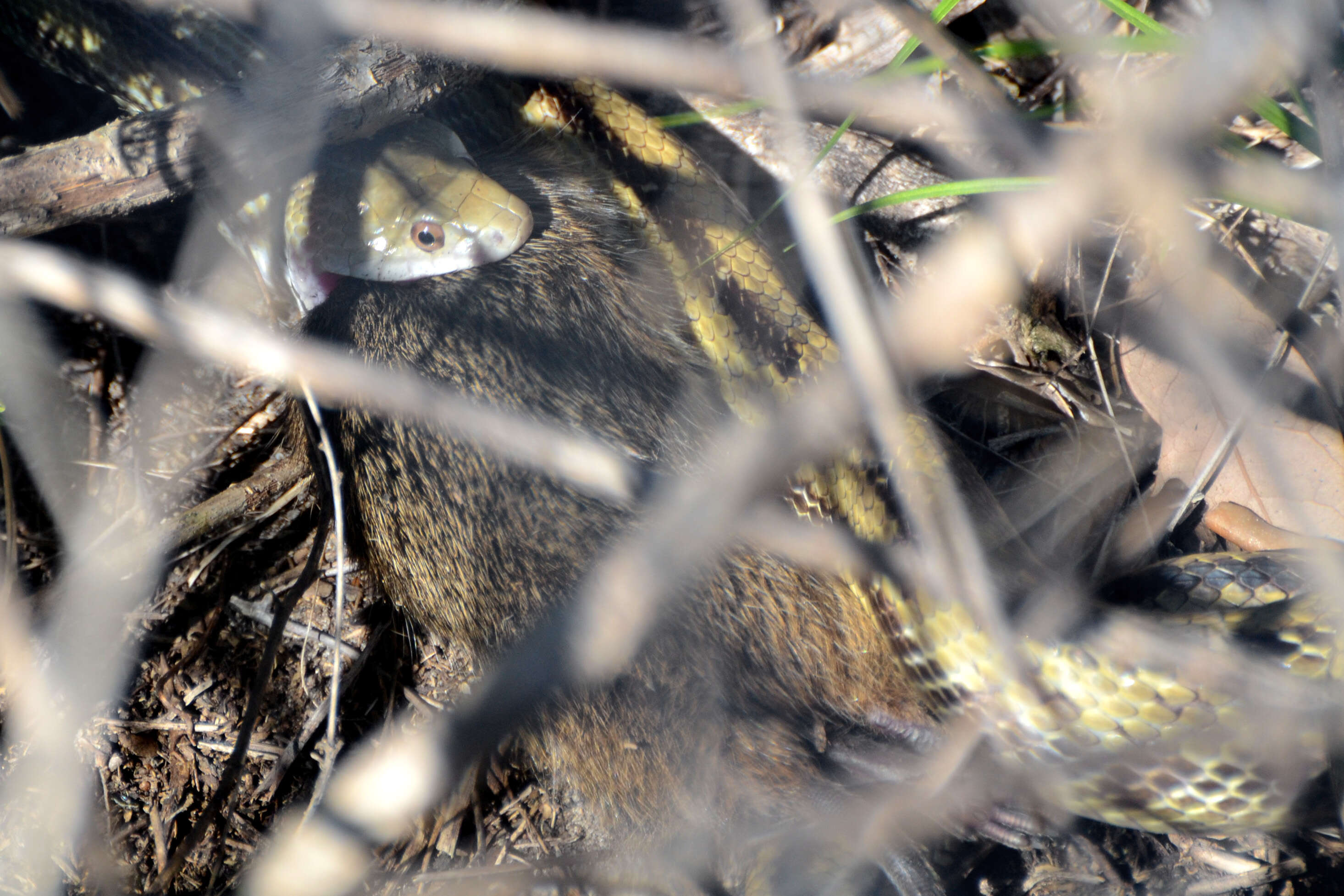 Image of black rat snake