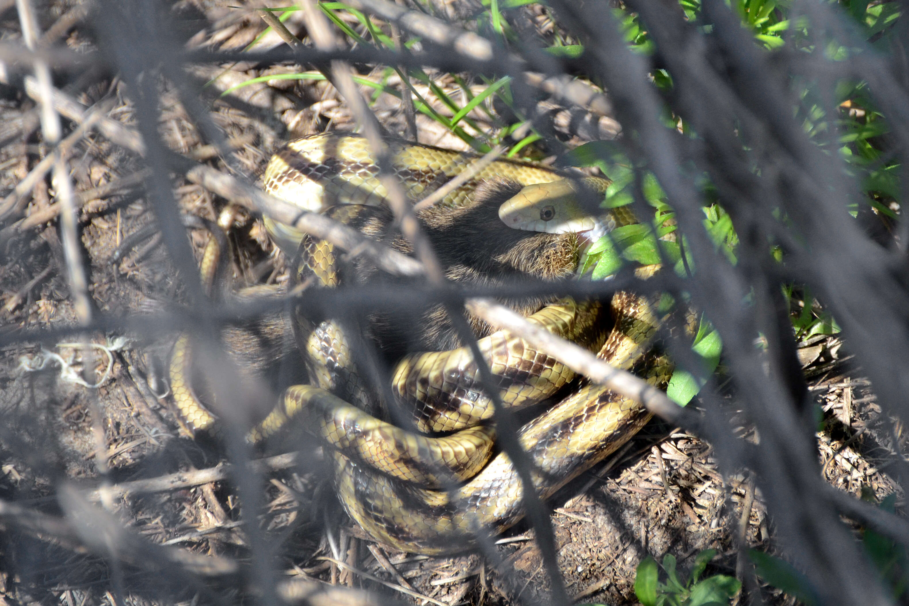 Image of black rat snake