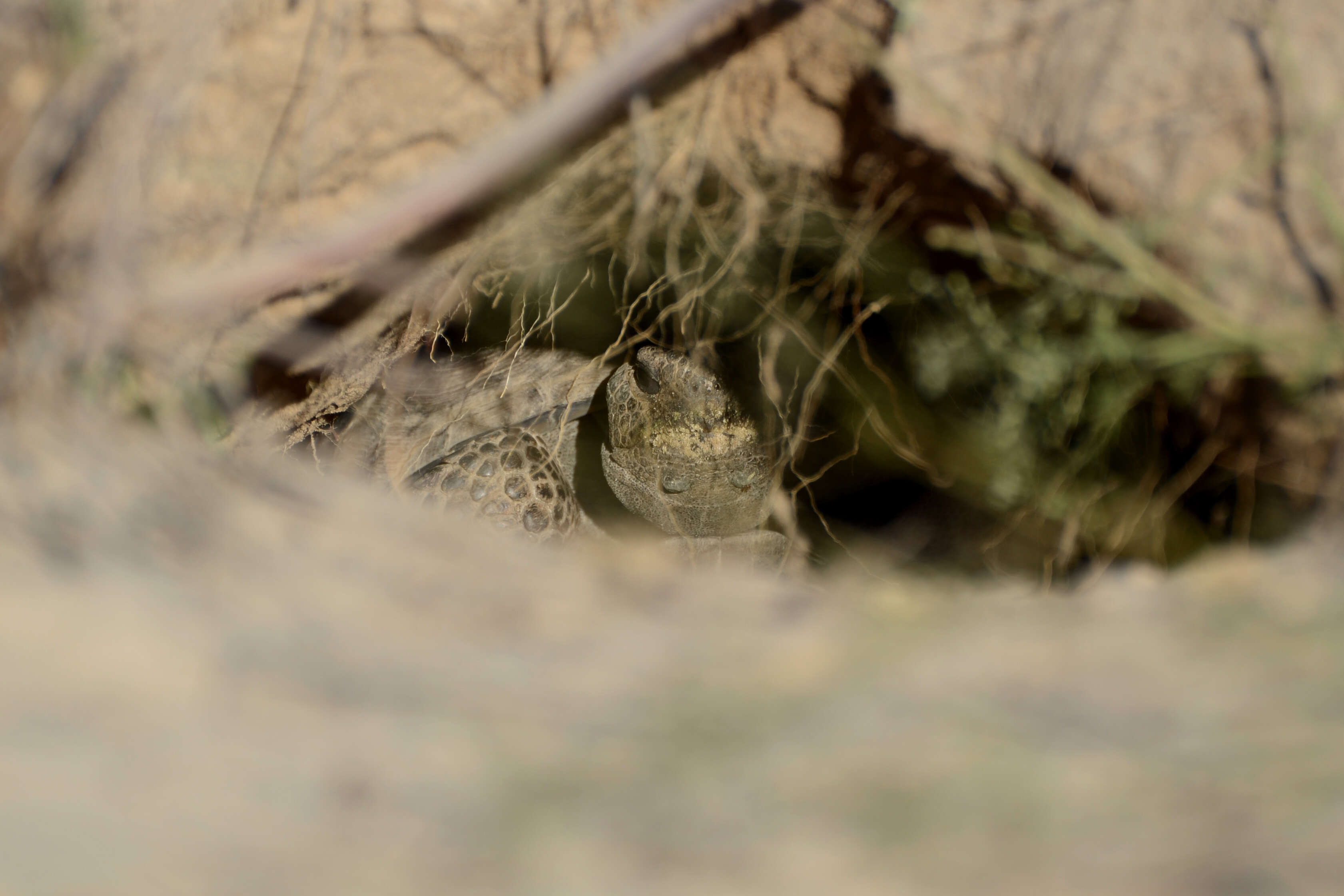 Image of (Florida) Gopher Tortoise