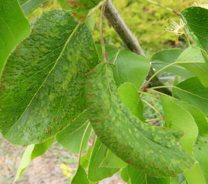 Image of Eriophyini