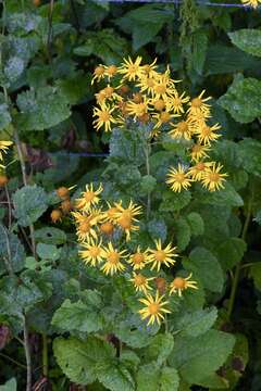 Image of Alpine Ragwort