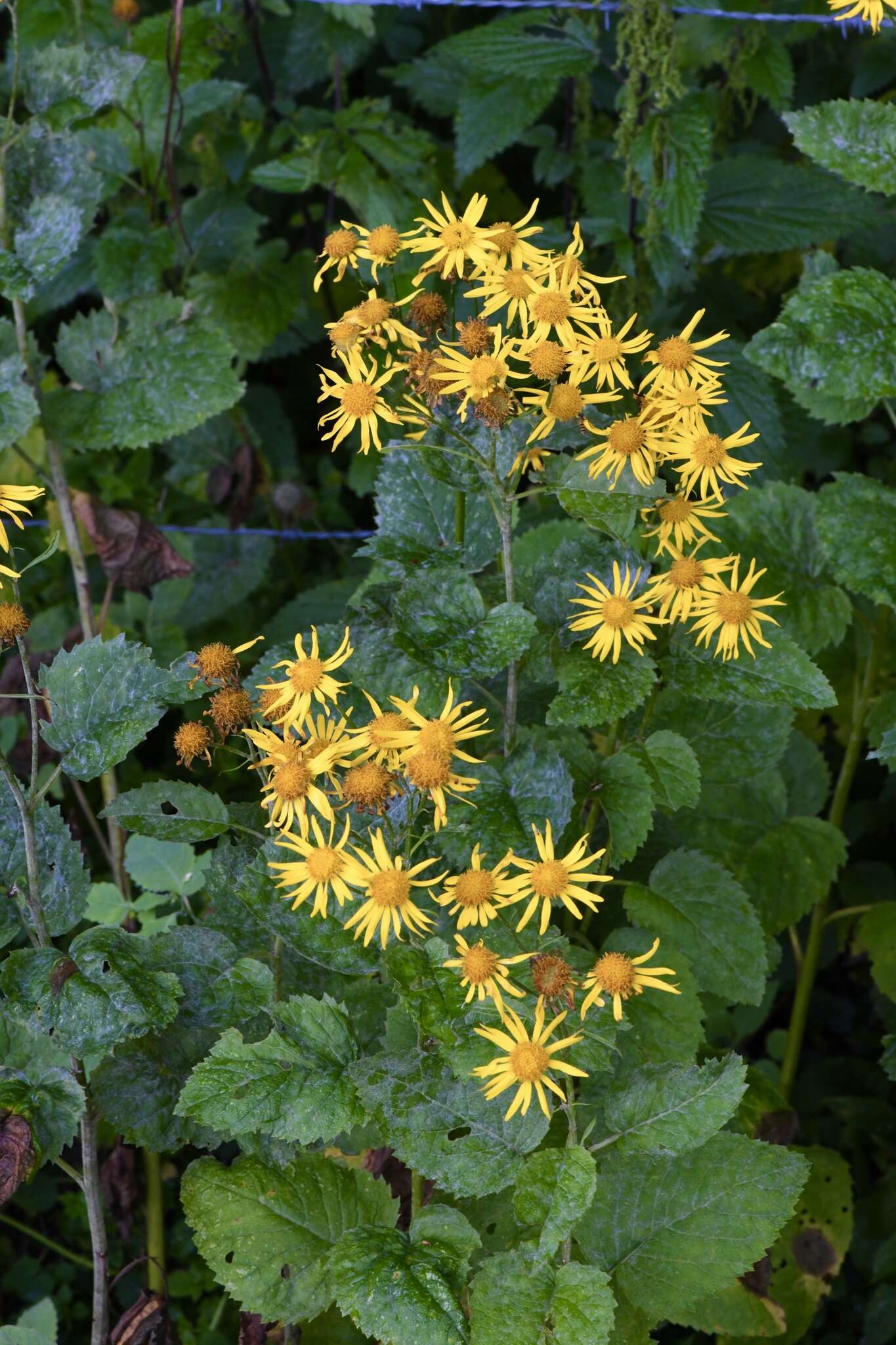 Plancia ëd Jacobaea alpina (L.) Moench