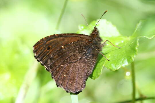 Imagem de Homoeonympha schajovskoii Hayward 1954