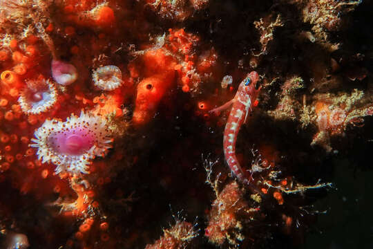 Image of Blue-eyed Triplefin