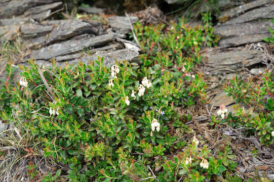 Image of Gaultheria borneensis Stapf