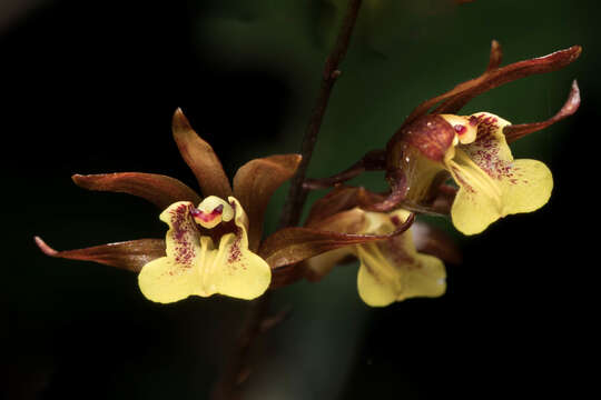 Image of Tainia dunnii Rolfe