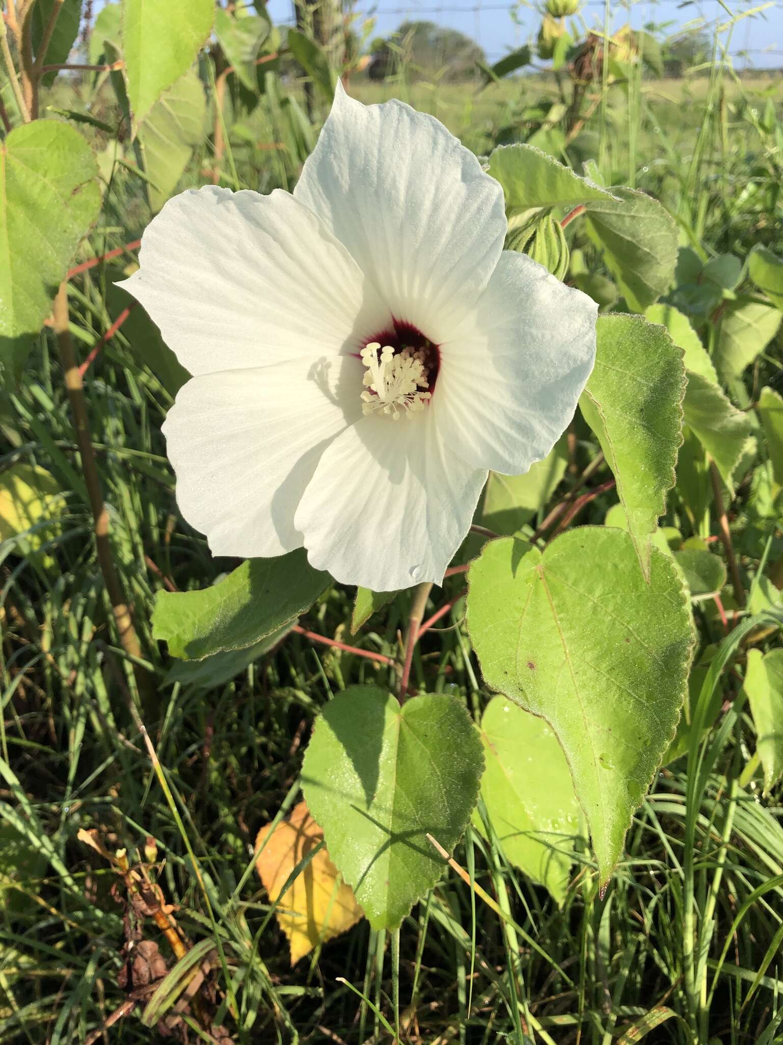 Sivun Hibiscus moscheutos subsp. lasiocarpos (Cav.) O. J. Blanch. kuva