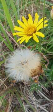 Trichocline catharinensis Cabrera resmi