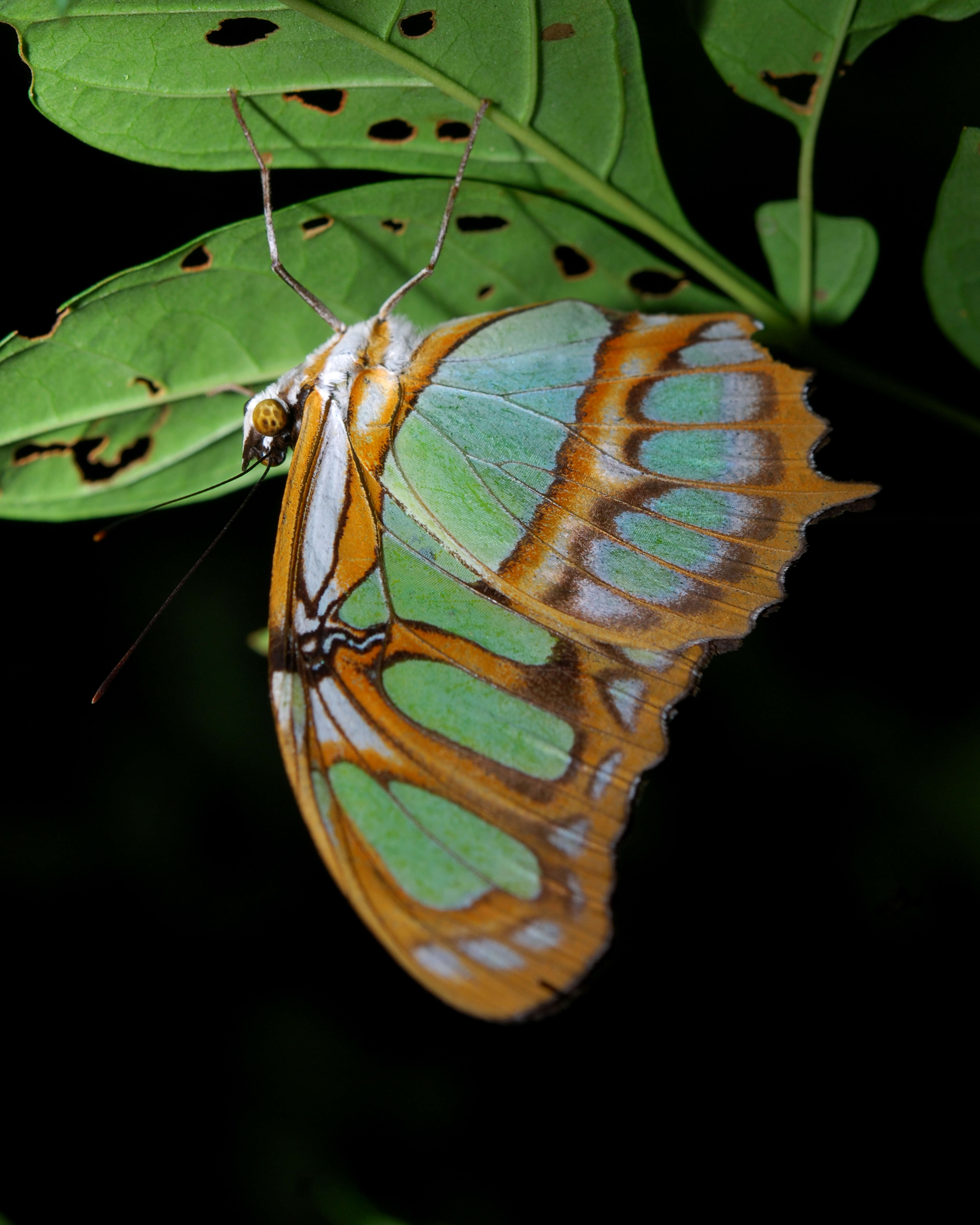 Image de Siproeta stelenes