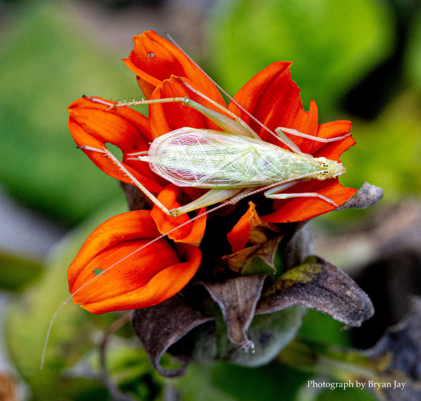 Image of Fast-calling Tree Cricket