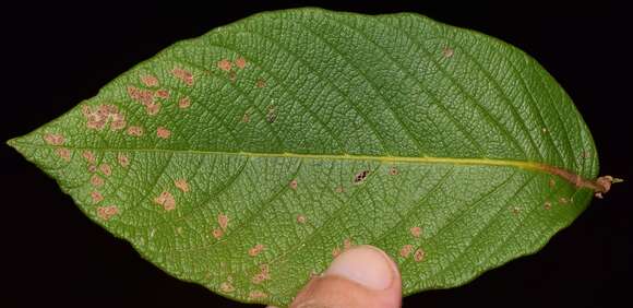 Ruprechtia fusca Fern. resmi