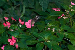 Image of Scale-throated Hermit