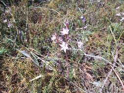 Image of Kath's sun orchid