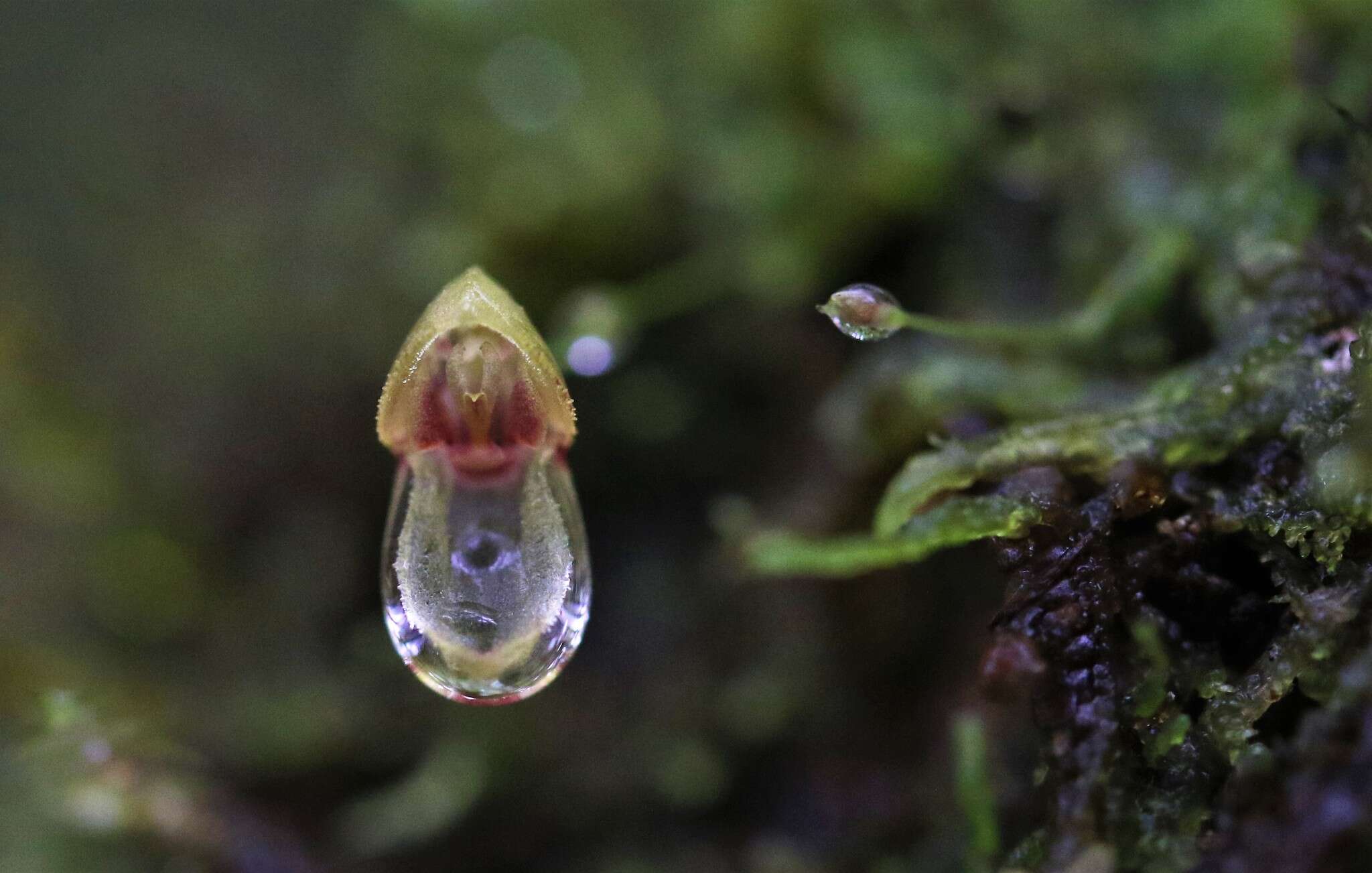 Image of Specklinia caulophryne