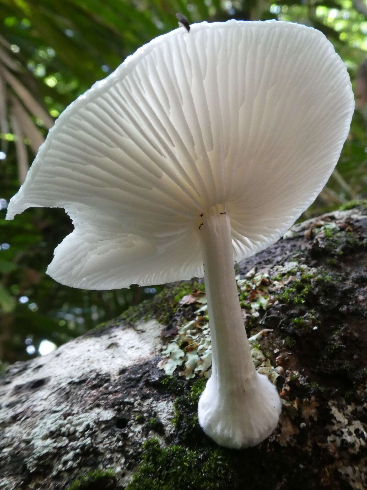 Image of Oudemansiella exannulata (Cleland & Cheel) R. H. Petersen 2010