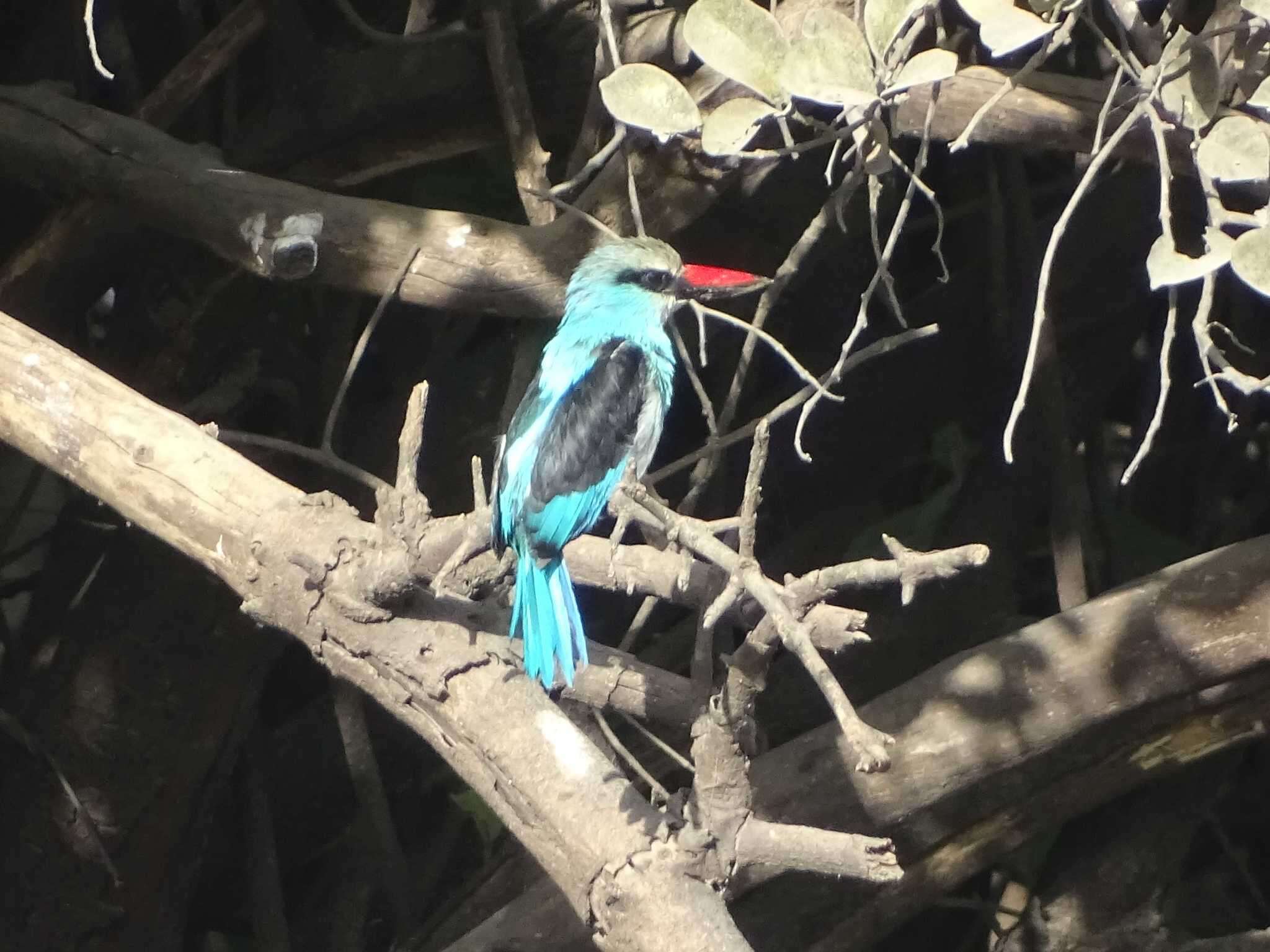 Image of Blue-breasted Kingfisher