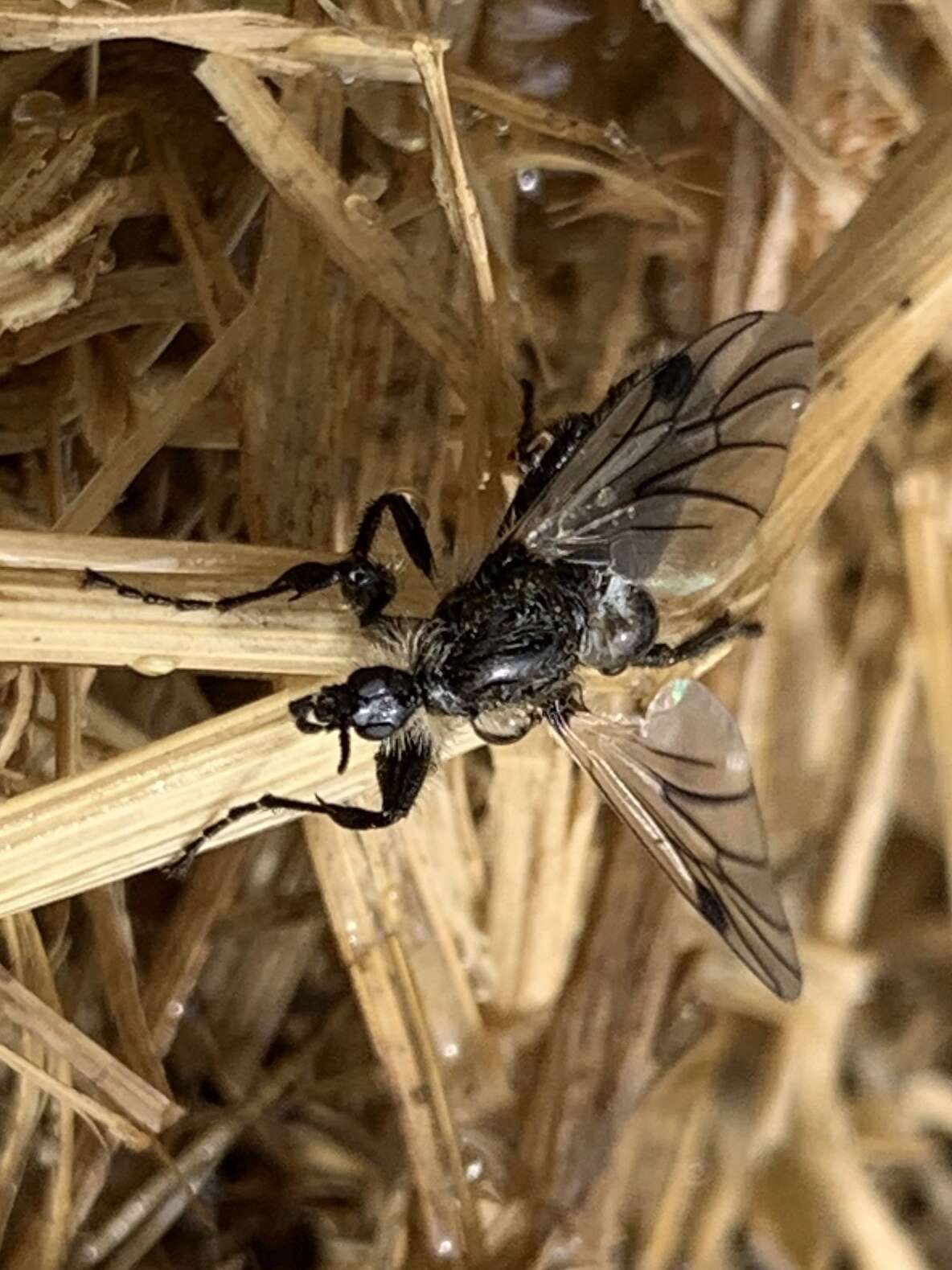 Image of Bibio albipennis Say 1823