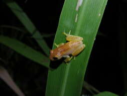 Imagem de Dendropsophus walfordi (Bokermann 1962)