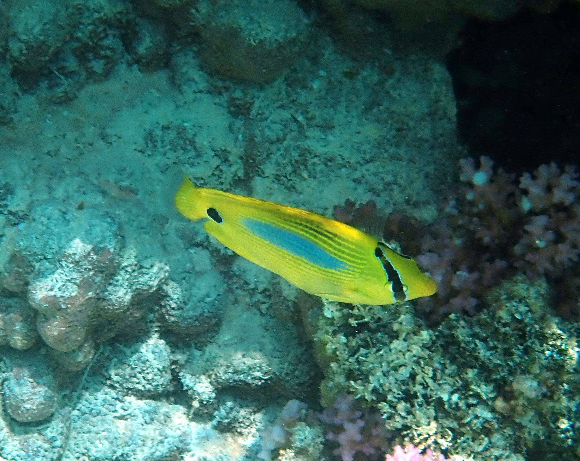 Image of Blue-dash Butterflyfish