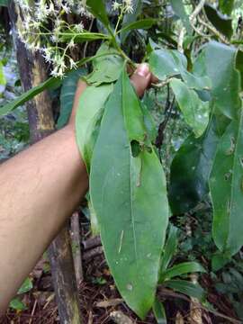 صورة Neomirandea araliifolia (Less.) R. King & H. Rob.