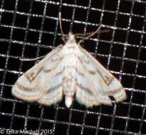 Image of Chestnut-marked Pondweed Moth