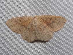 Imagem de Cyclophora porata Fabricius