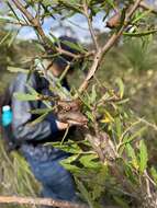 Image of Hakea linearis R. Br.