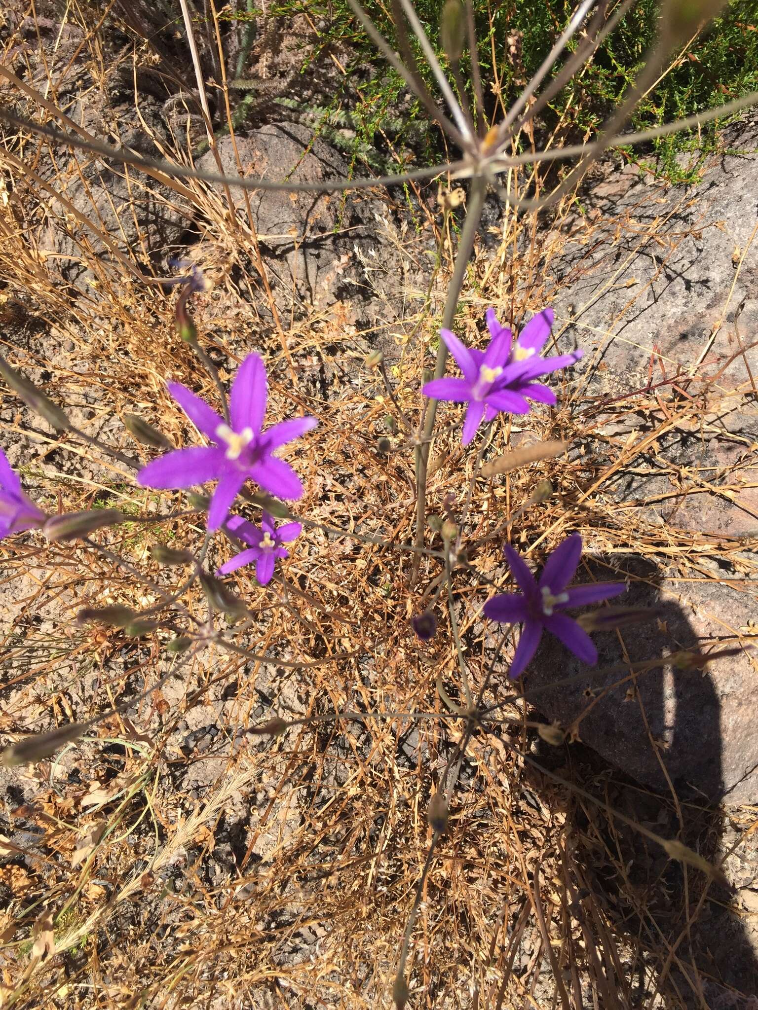 Image of California brodiaea