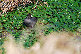 Image of Fulica Linnaeus 1758