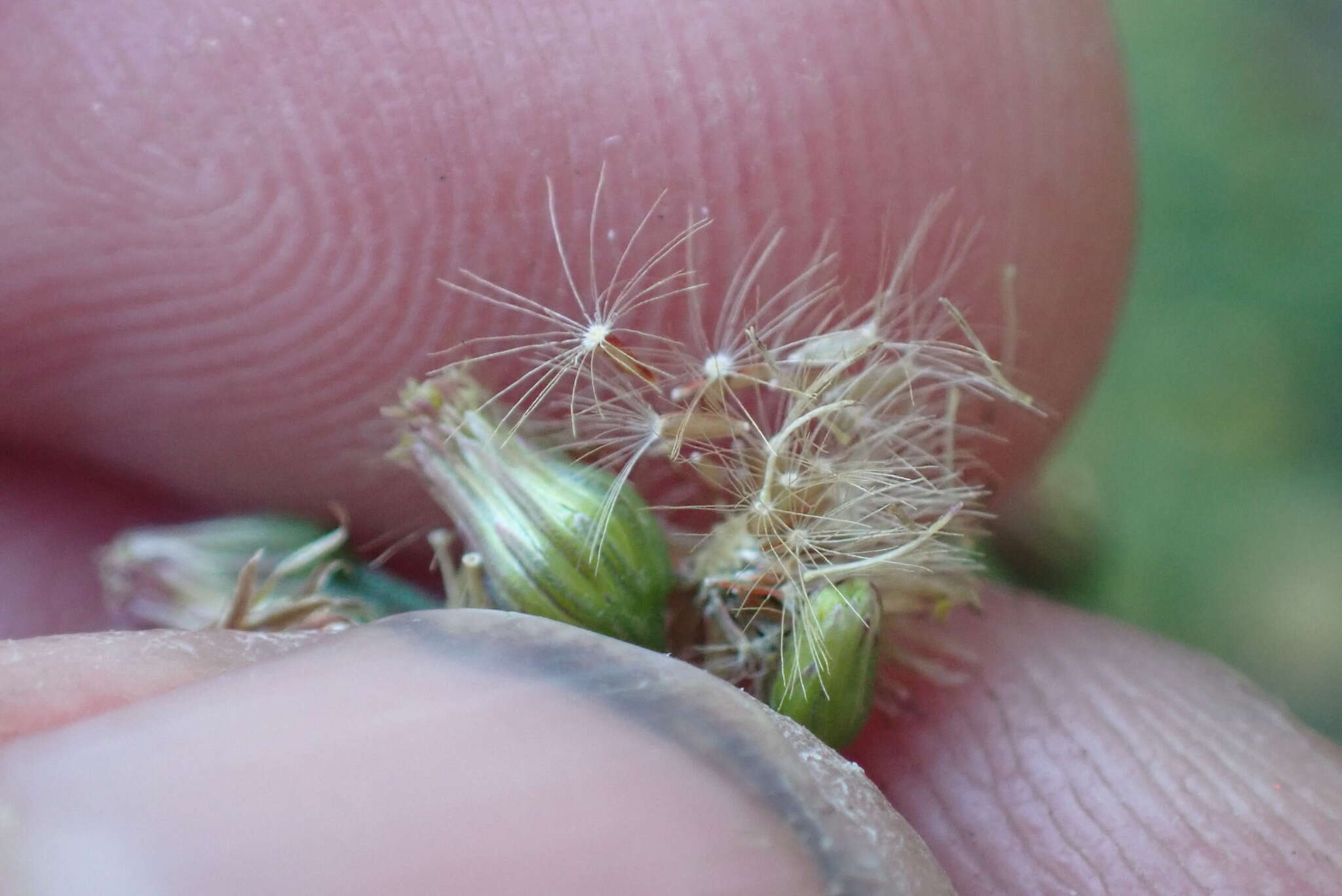 Image of Erigeron floribundus (Kunth) Sch. Bip.