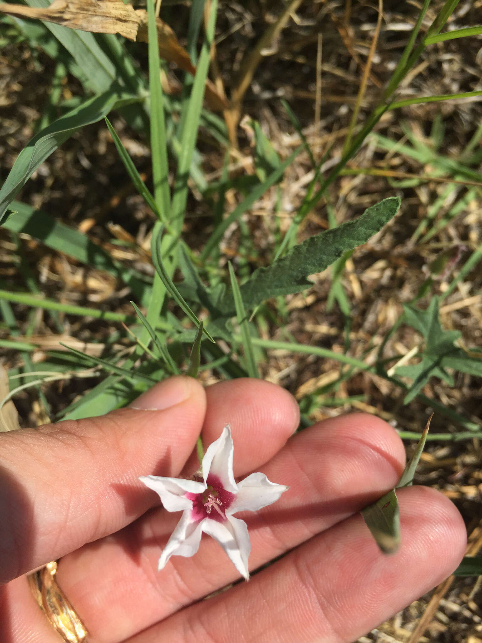 Image of Texas bindweed