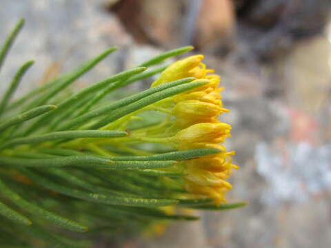 Hymenolepis indivisa (Harv.) M. Källersjö的圖片