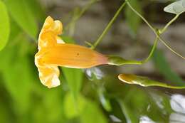 Ipomoea aurantiaca L. O. Williams resmi