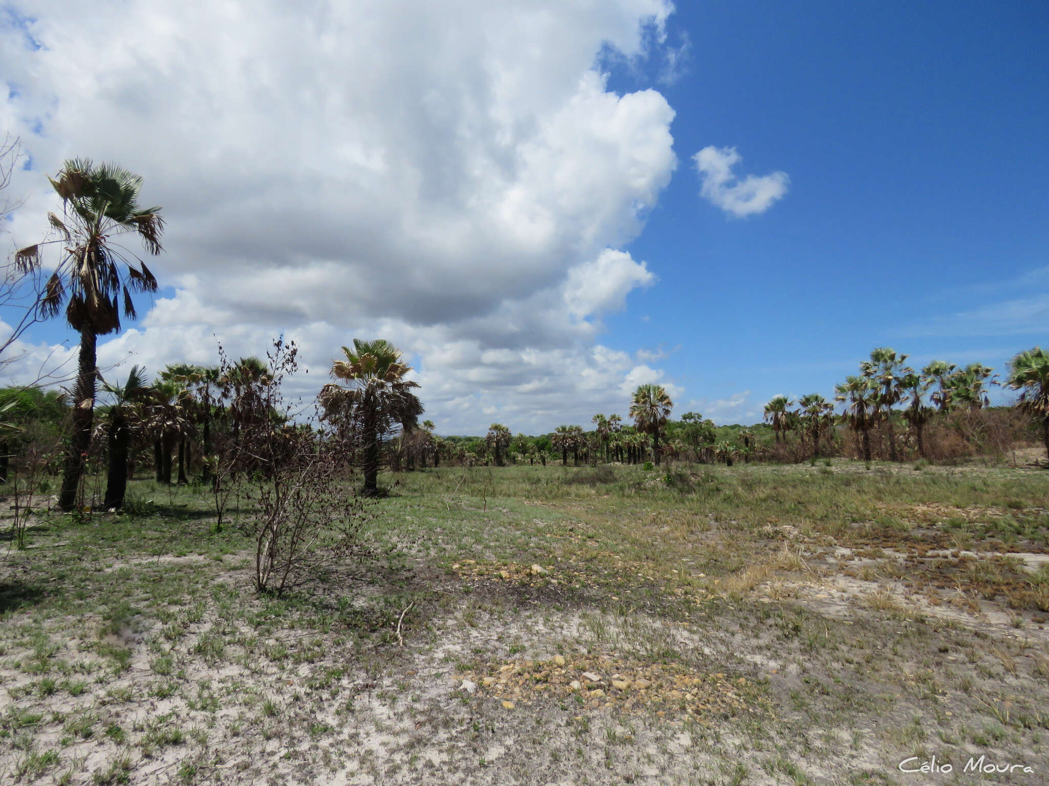 Image of Carnauba palm