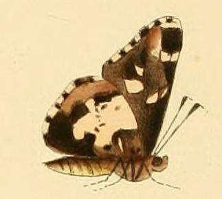 Image of Thespieus himella Hewitson 1868