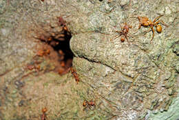 Image of Trap-jaw Ants