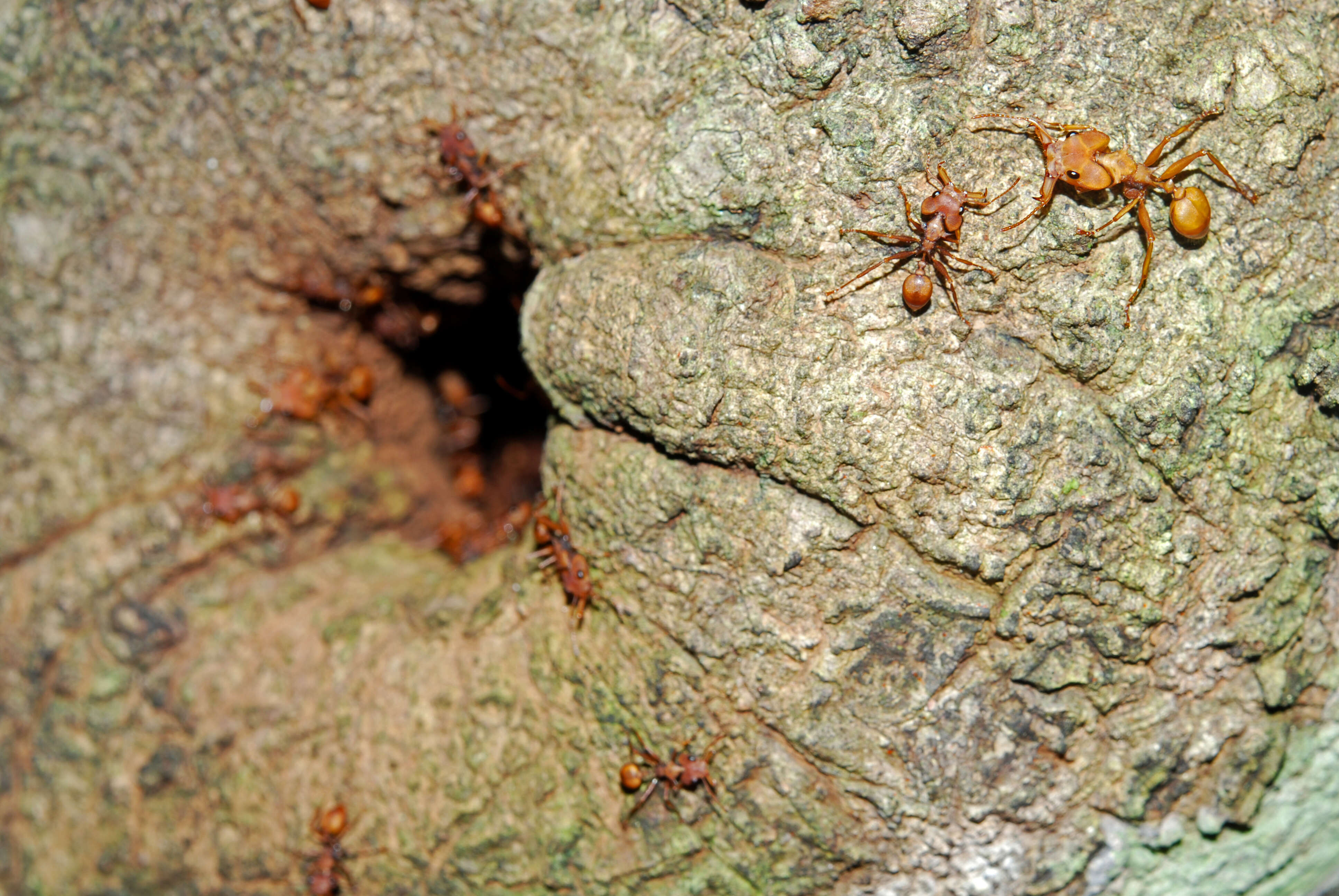 Image of Trap-jaw Ants