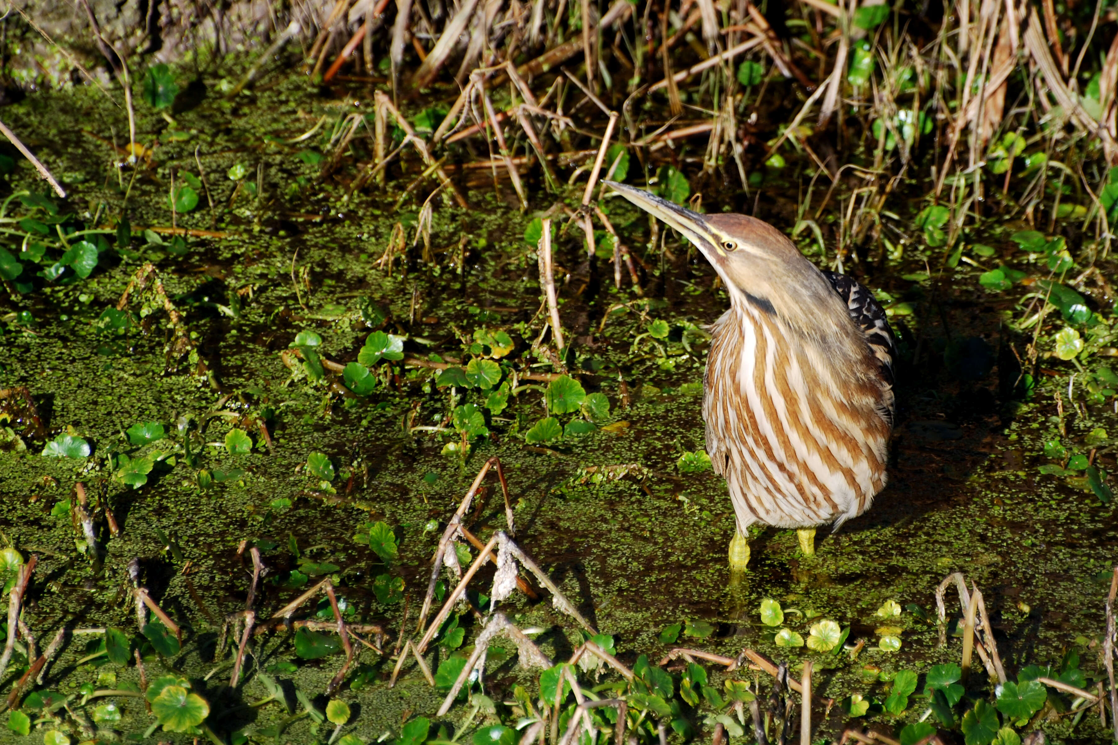 Image of American Bittern